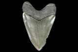 Serrated, Fossil Megalodon Tooth - South Carolina #126446-2